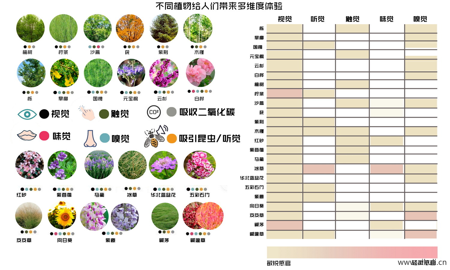 生态植物配植分析图 P素材PSD分层