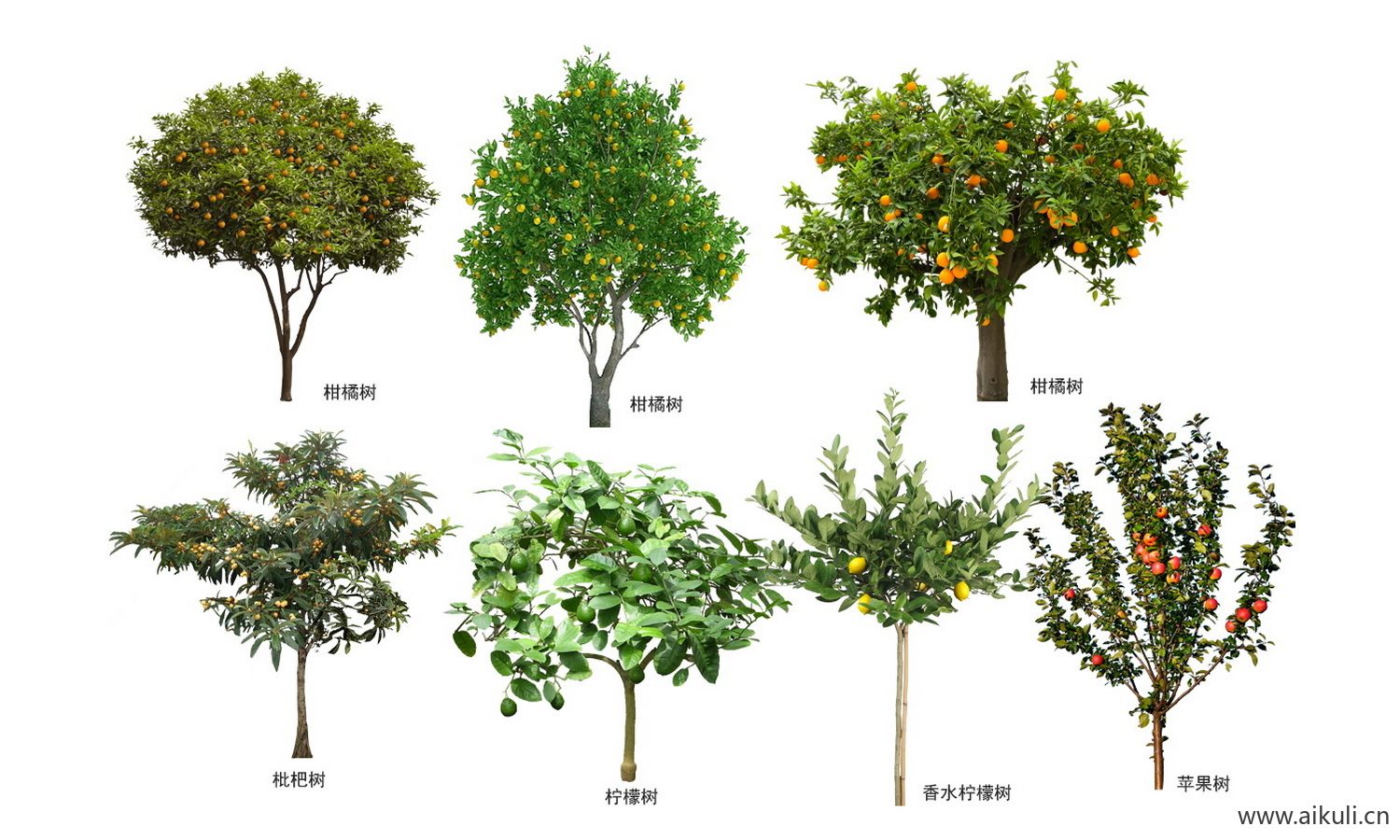 园林果树植物素材 ps乔木植物免抠