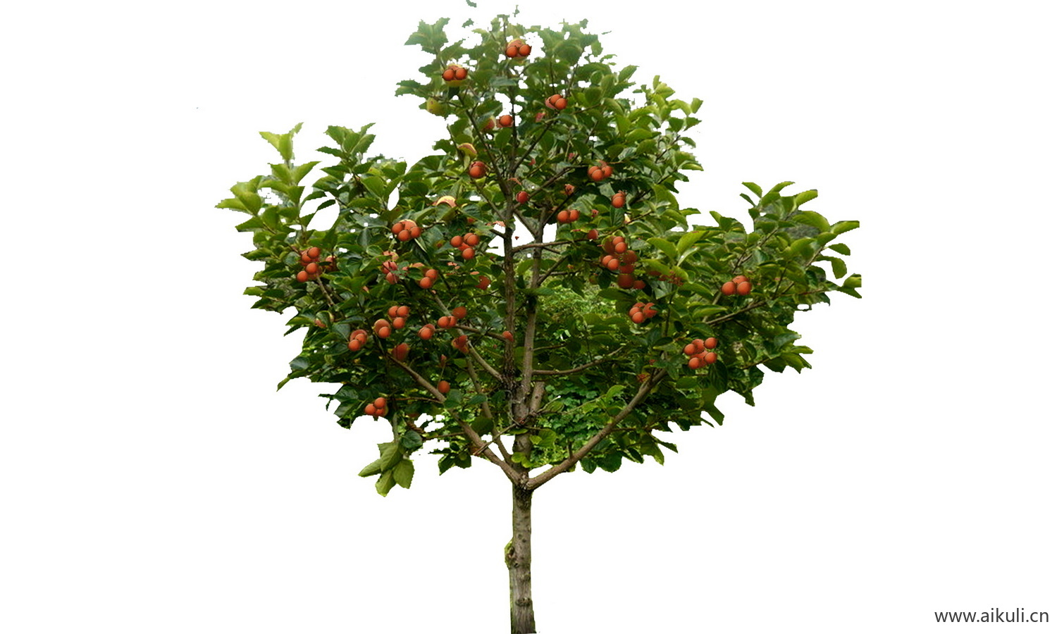 园林果树乔木植物免抠 