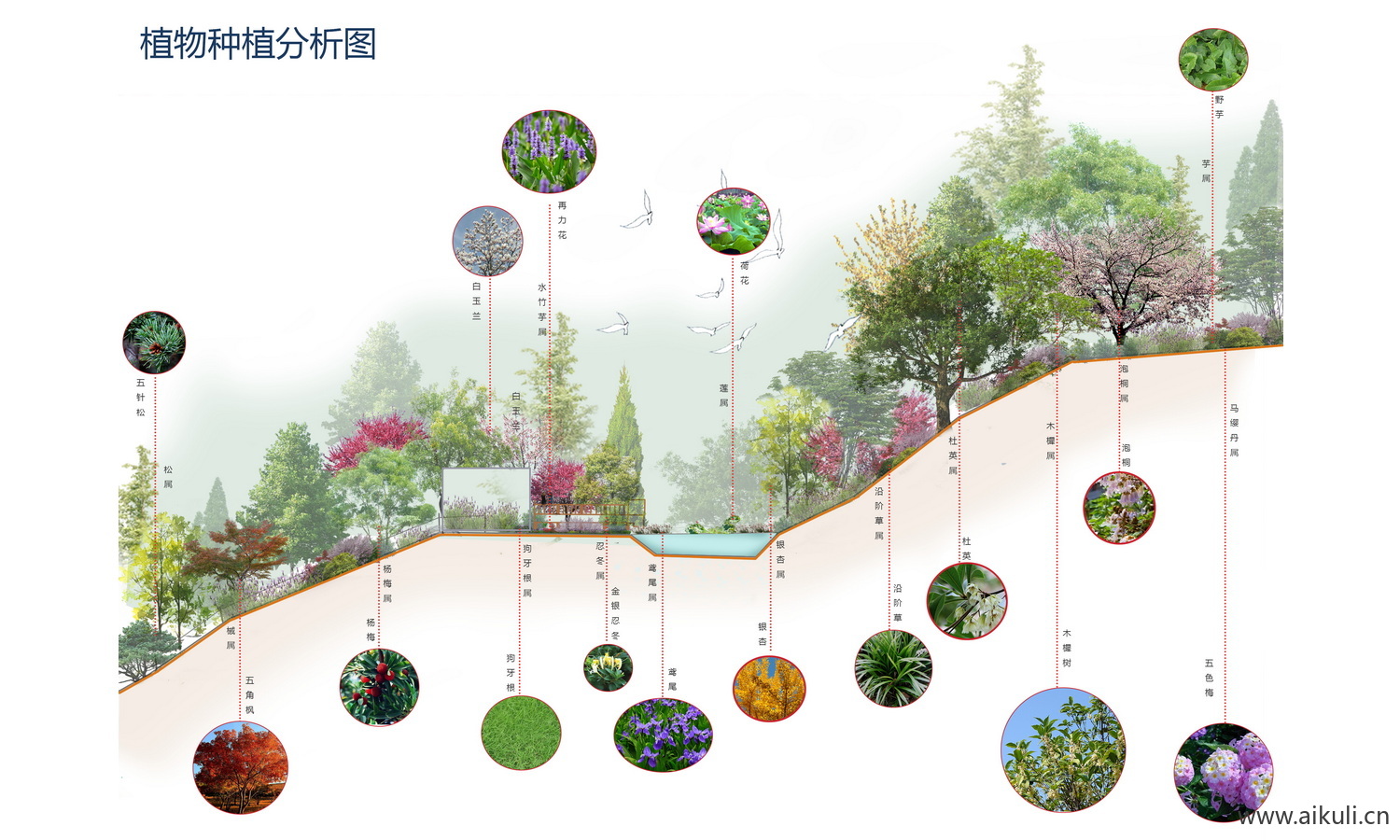 景观植物 配植分析图 PSD素材