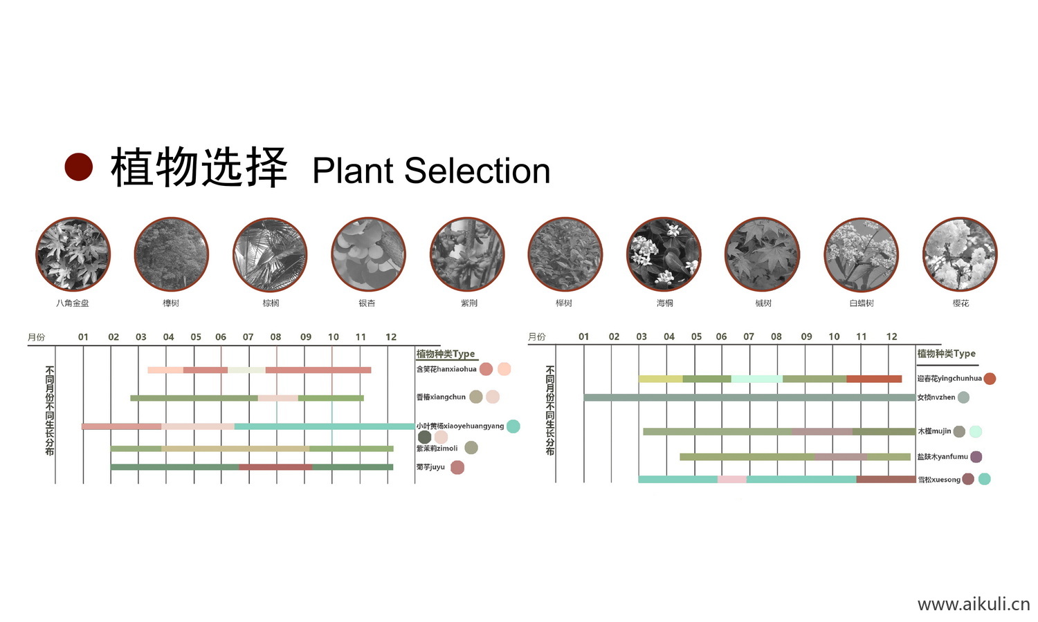 免抠植物分析图 配植PSD素材分层