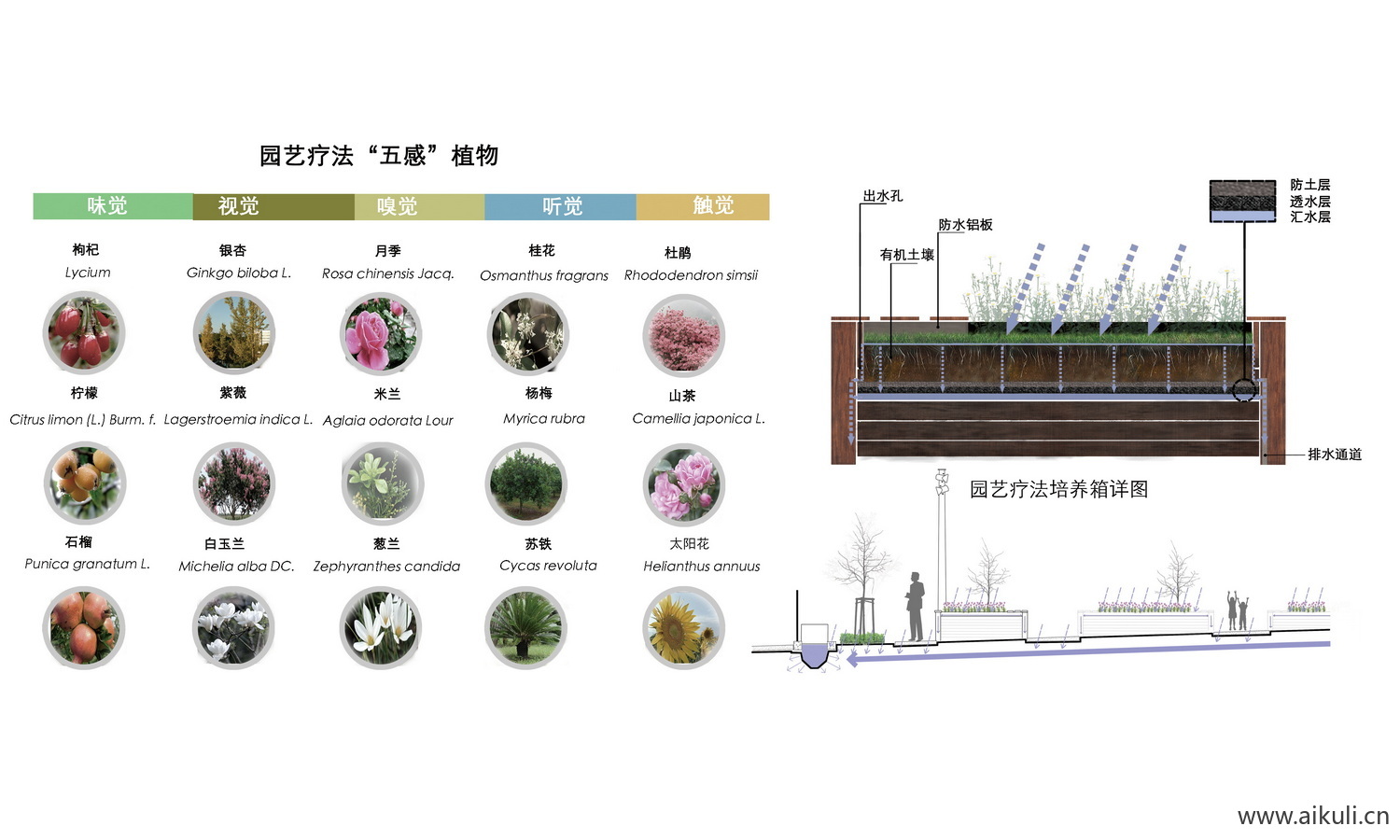疗愈花园植物分析图免抠贴图