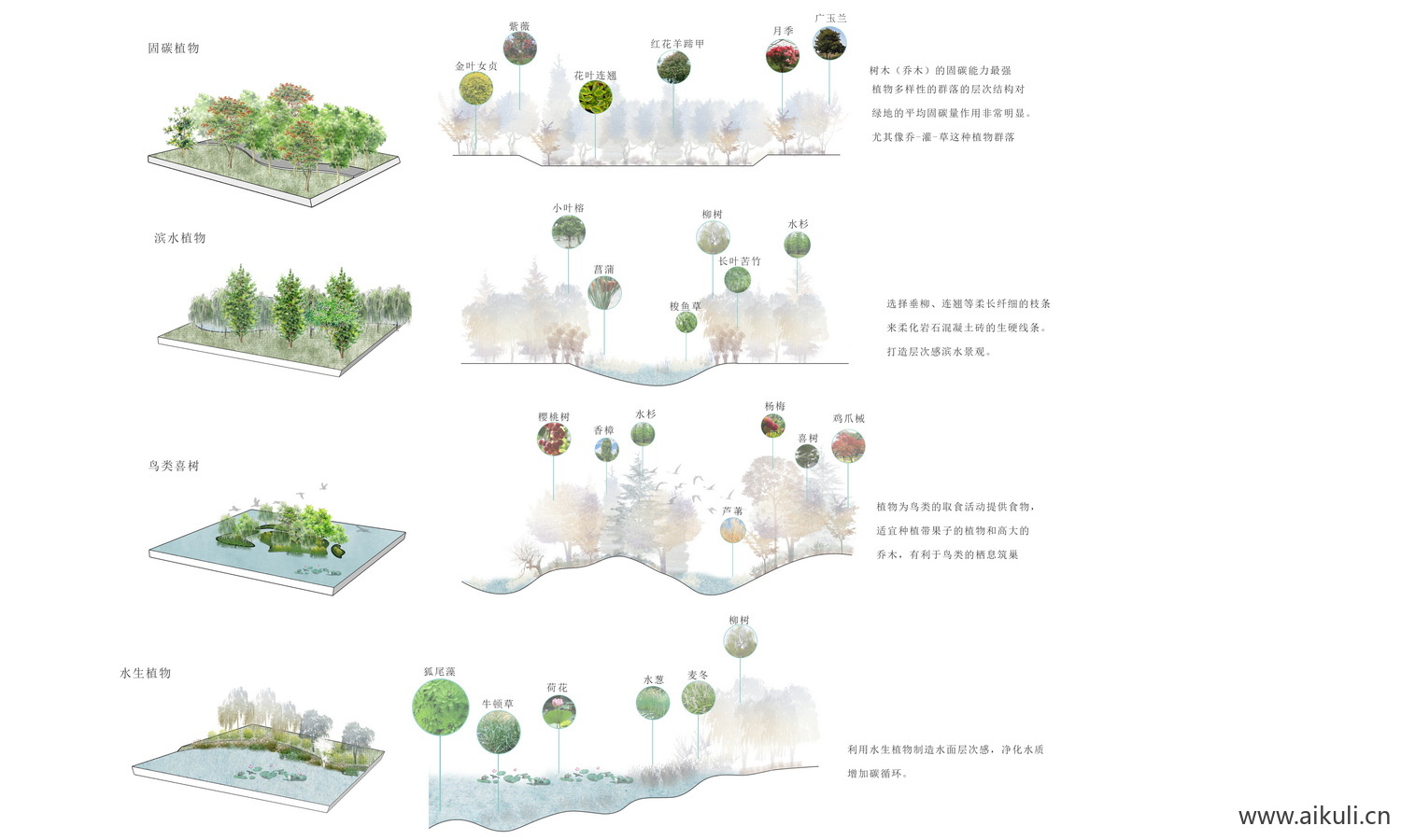 PSD素材G景观植物分析图