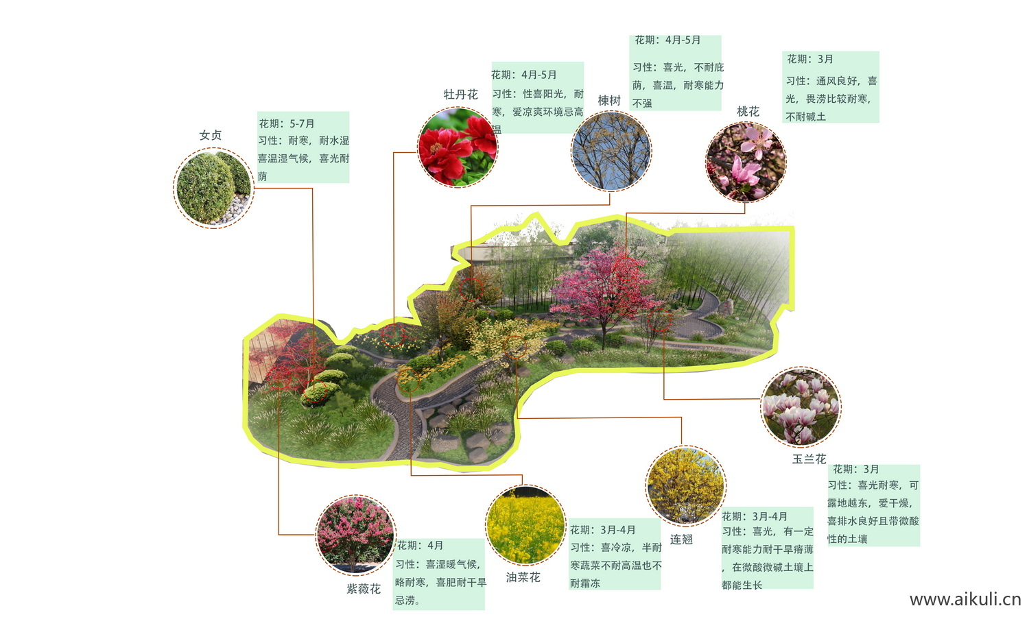 植物分析种分析图 PSD素材