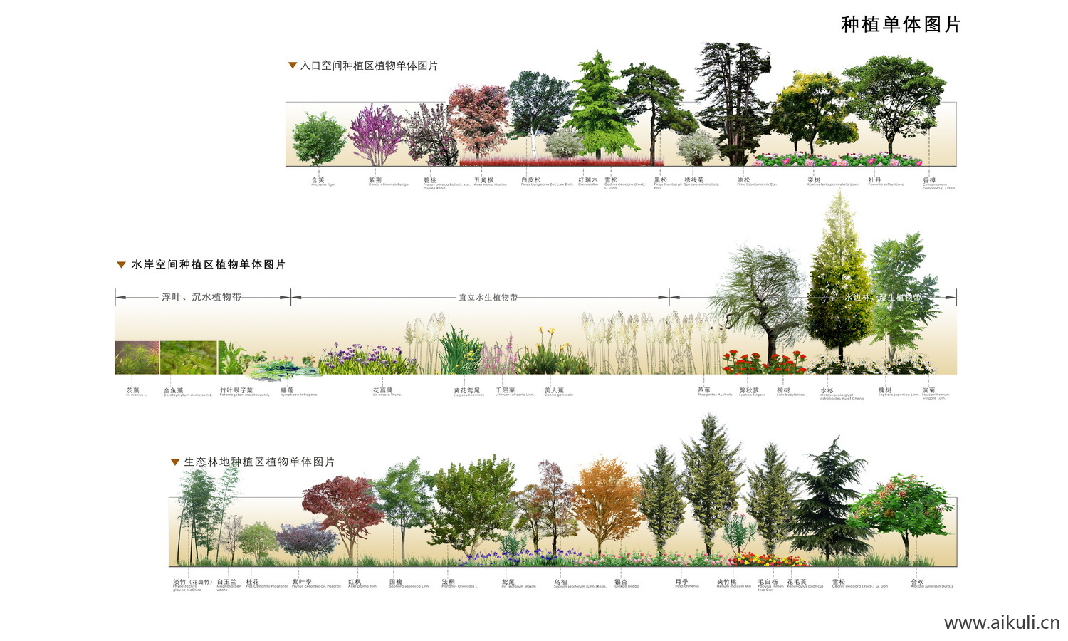 彩色立面植物演替分析图植物配置植物季相变化种植图