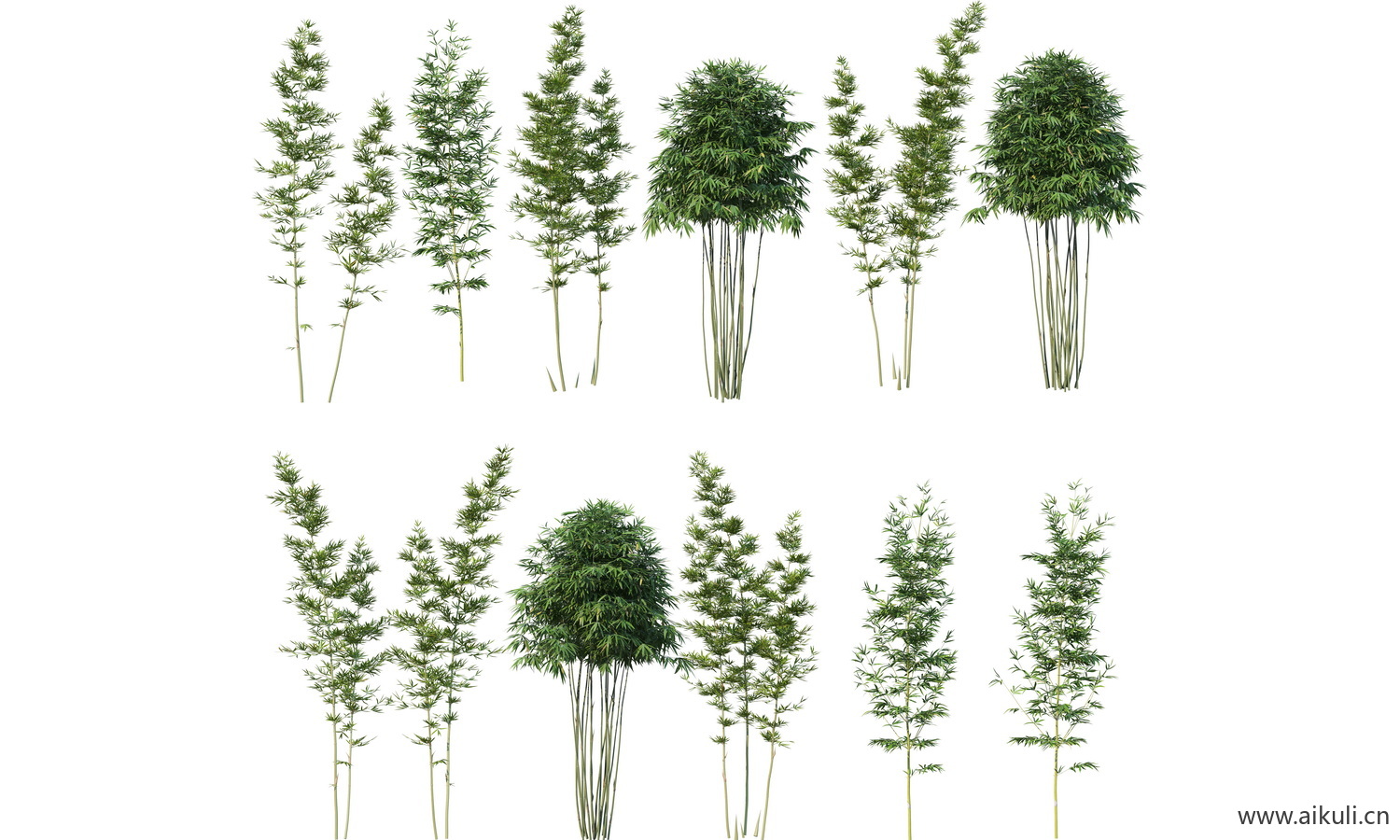 竹子植物免抠 园林景观园艺竹子植物