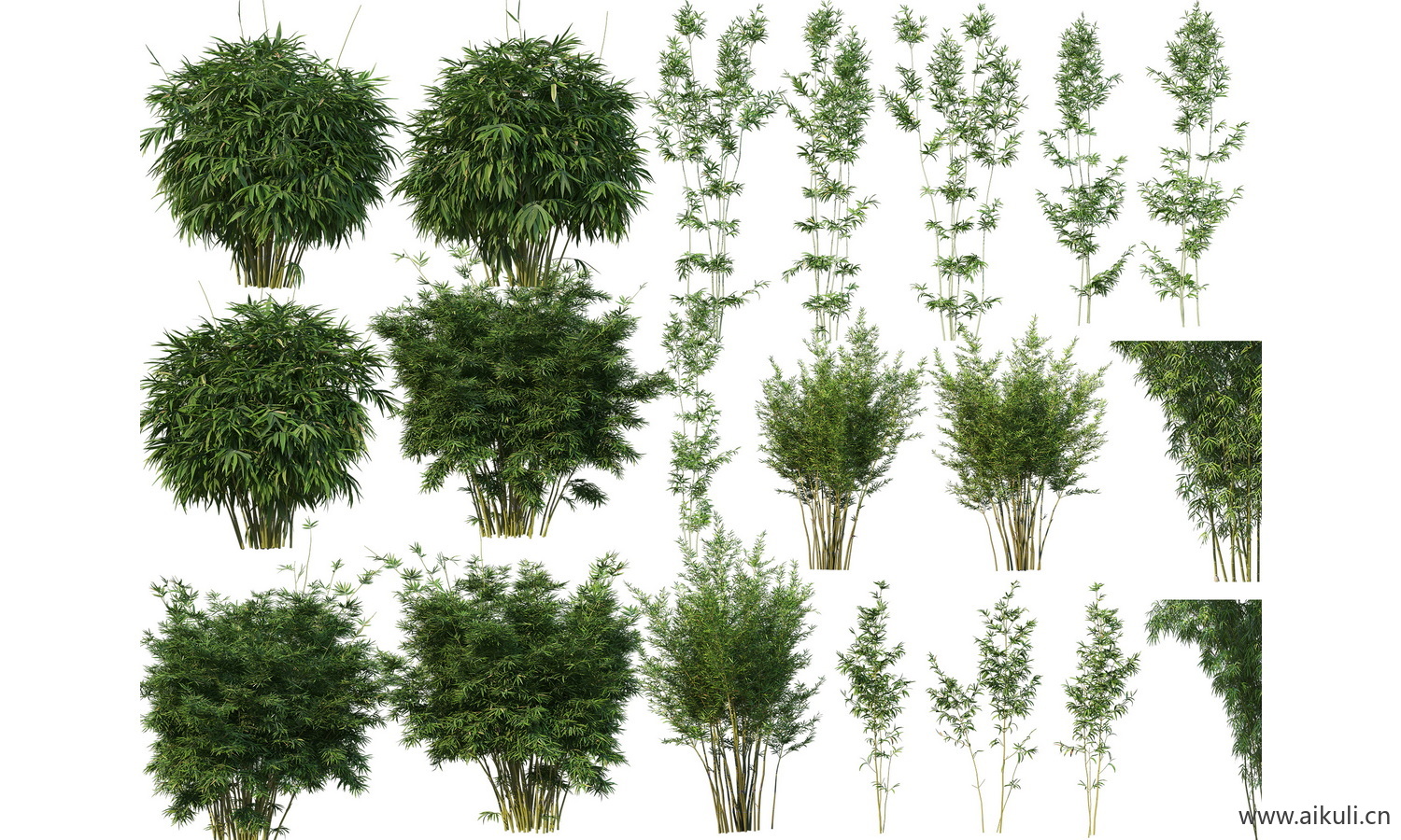 psd竹子植物免抠园艺竹子植物素材