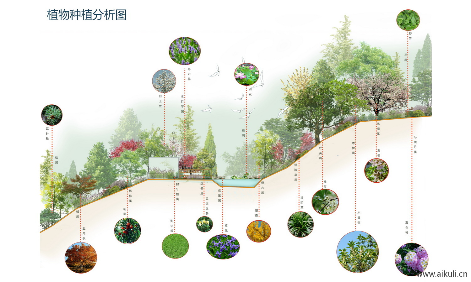 植物景观G植物剖立面ps分层素材