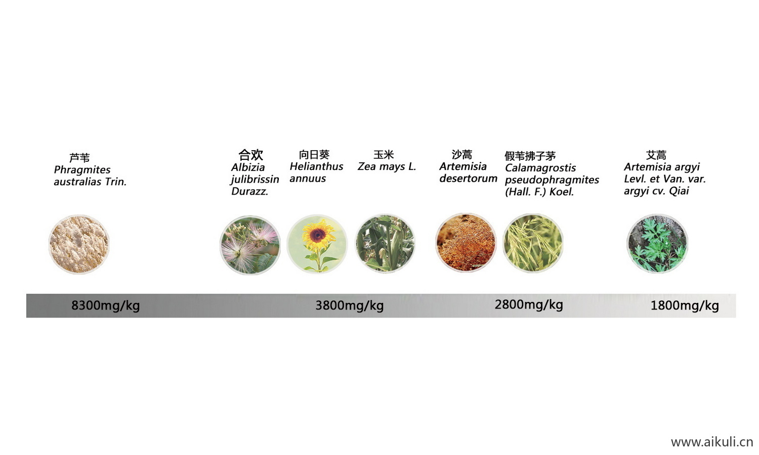 植物配植分析图 PSD分层景观植物