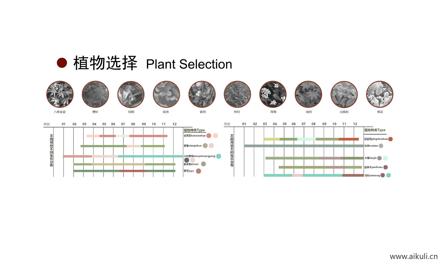 生态景观植物分析种分析图 PSD素材
