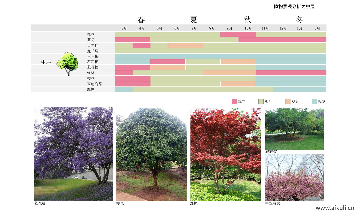 景观植物配植分析图 I PSD素材