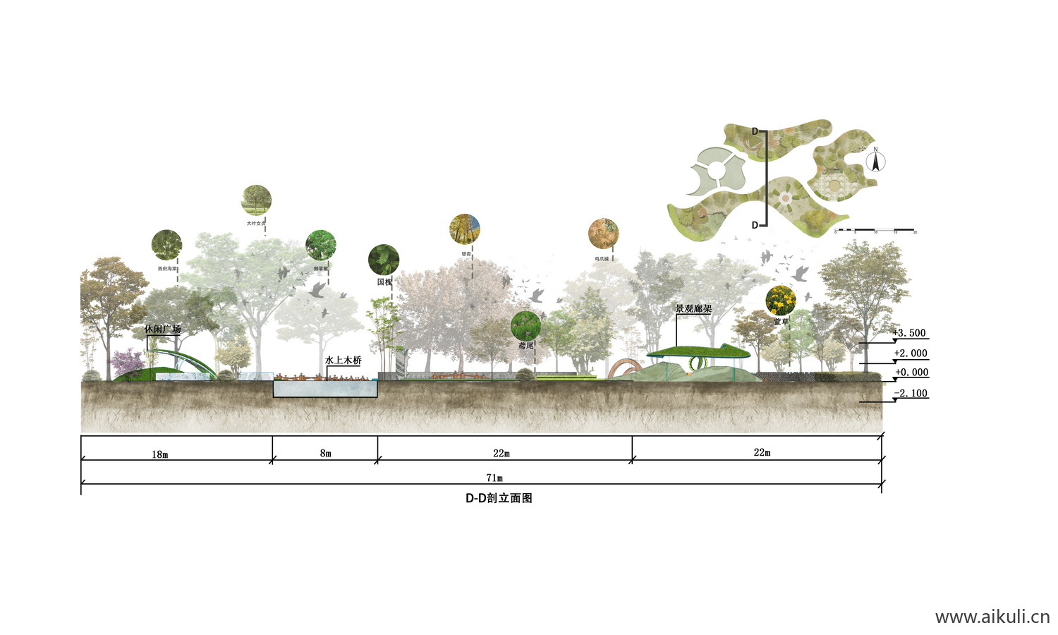 园林景观PSD免抠植物剖面