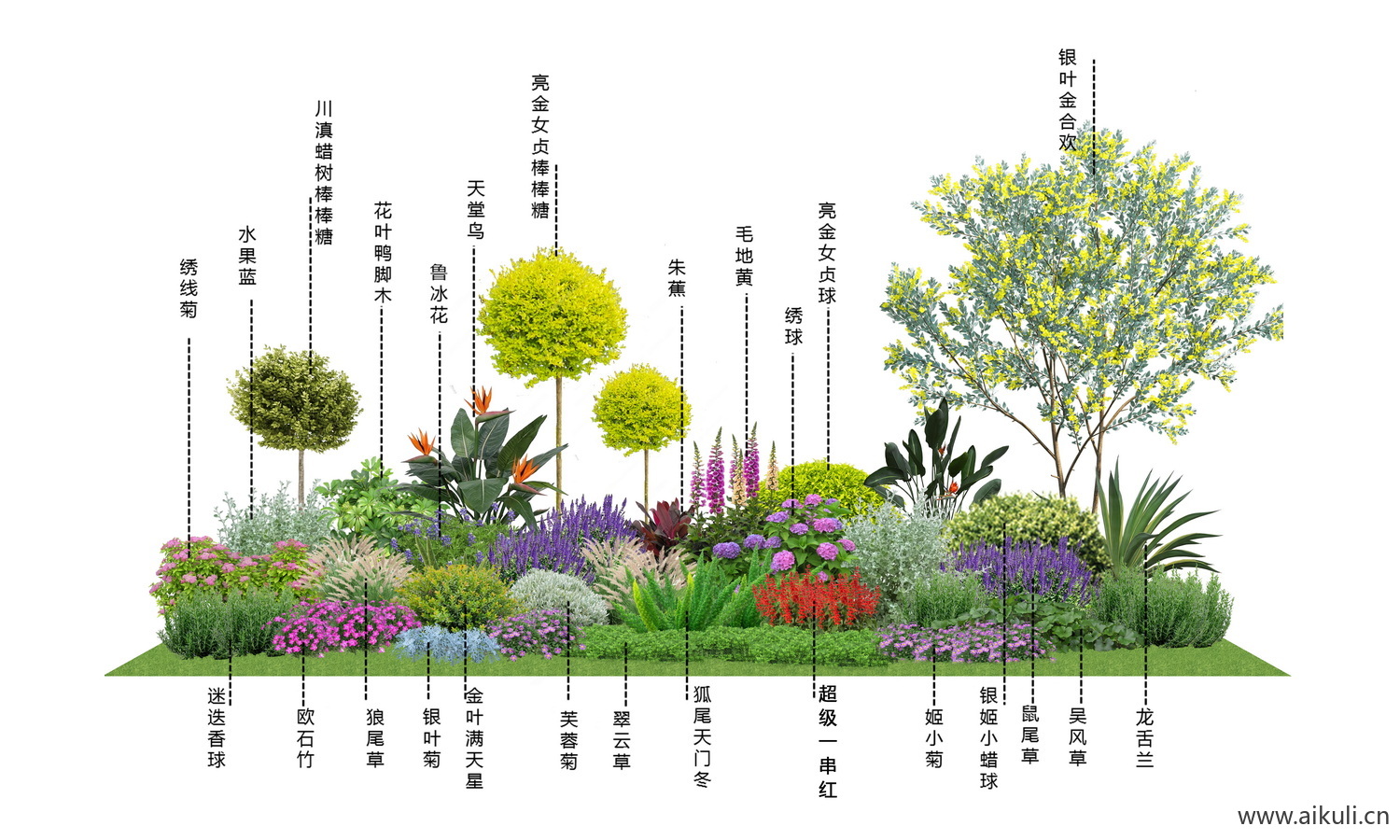 生态植物配植分析图 PSD分层