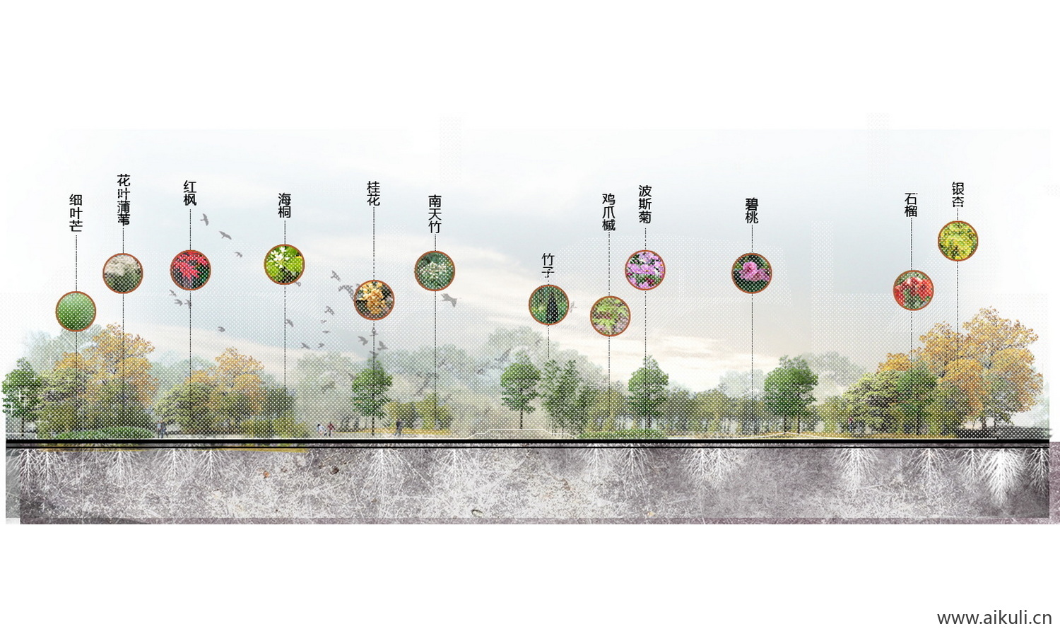 PSD素材景观植物配植分析图 