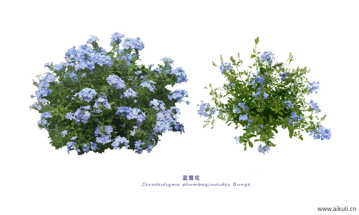 花草植物 花镜灌木PSD
