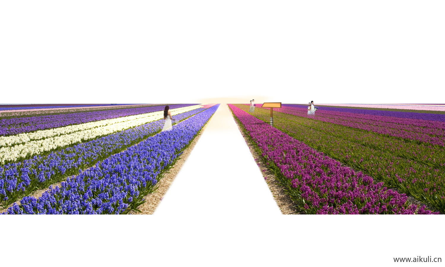 花田花海景观-PSD免抠