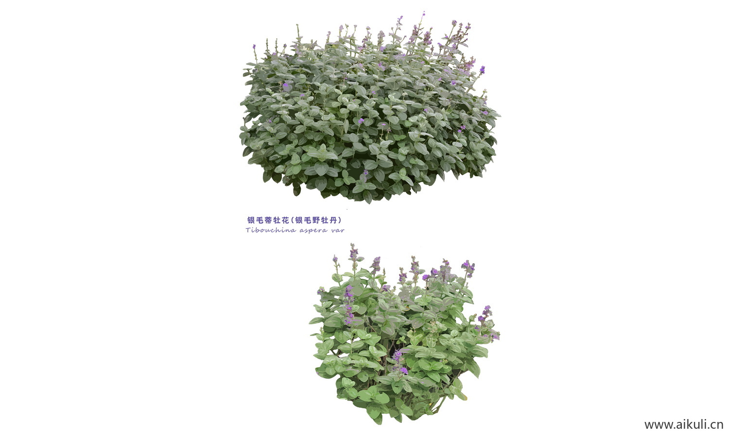 PS-花草植物 花镜灌木