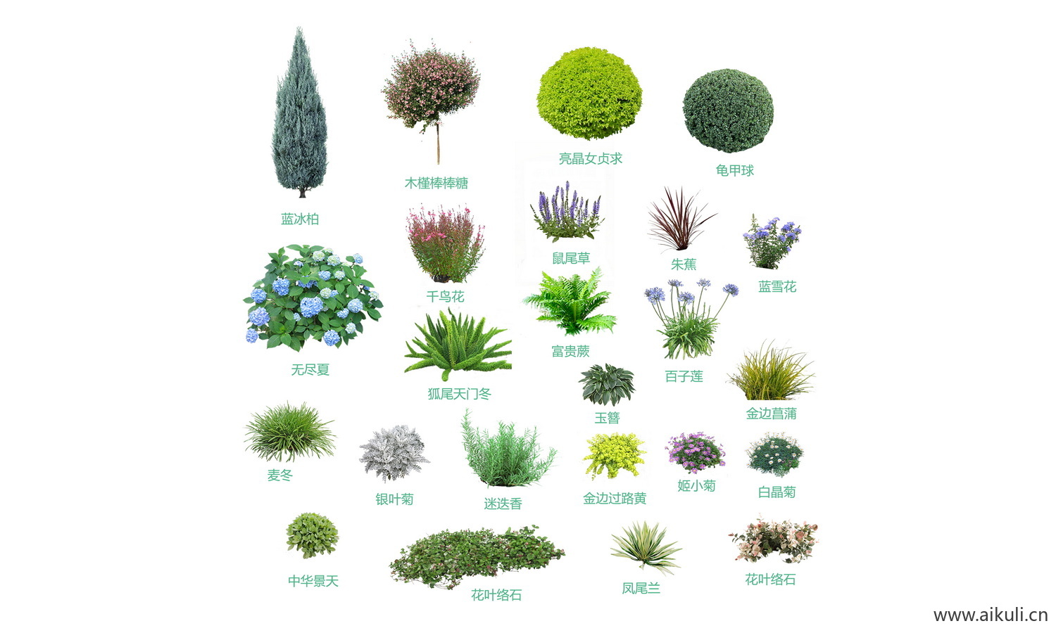 绿篱绿化带景观植物花草灌
