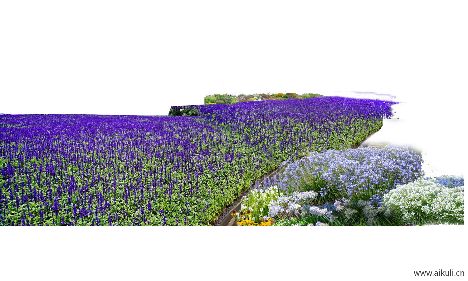 PSD免抠花田花海景观素材