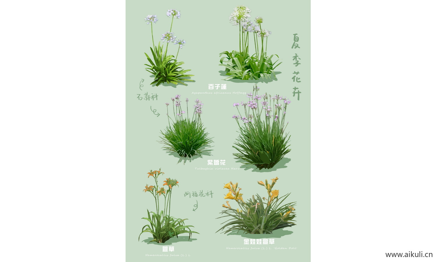 PSD景观花草植物 花镜灌木