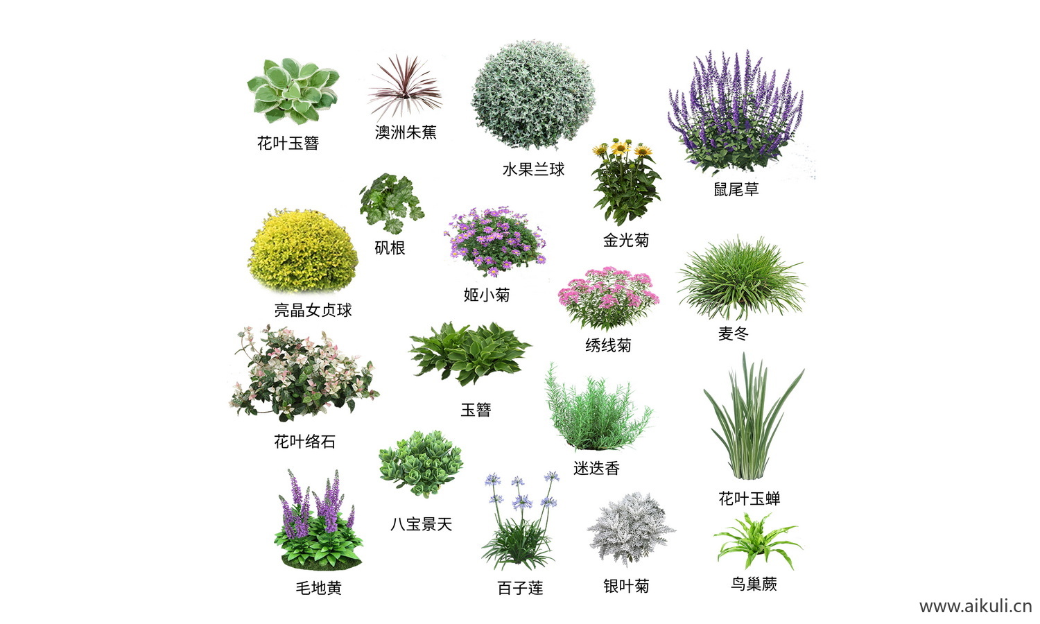 免抠绿篱绿化带景观植物花草灌