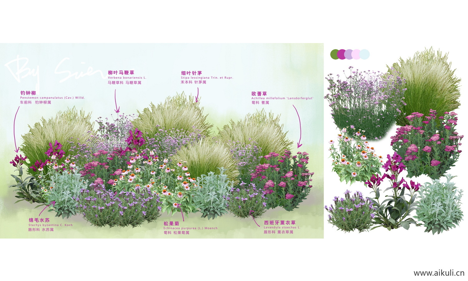 花园花坛花境-植物