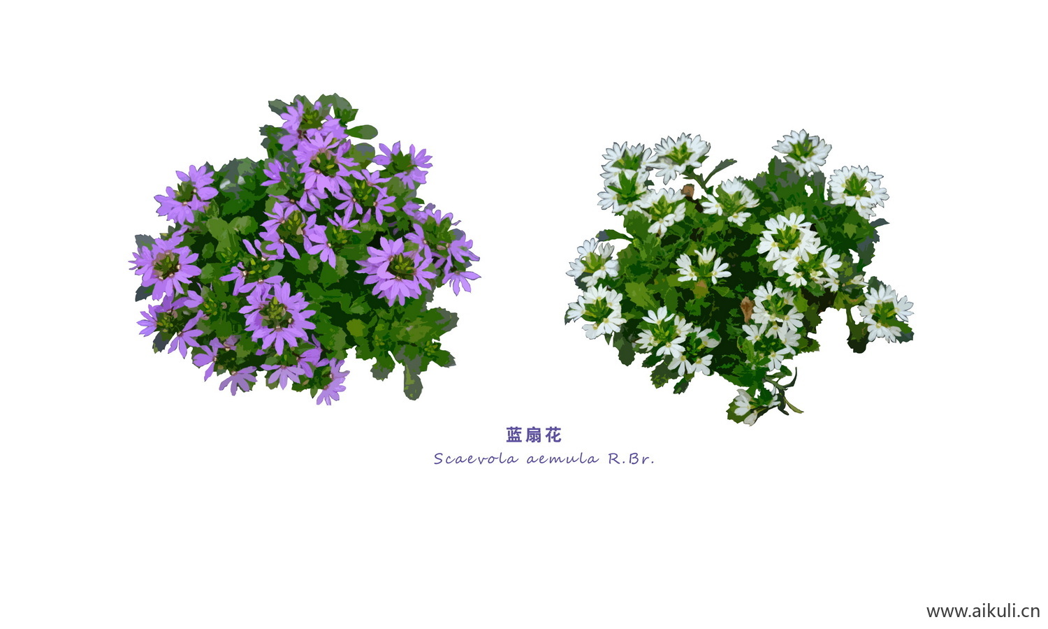 花镜灌木PSD