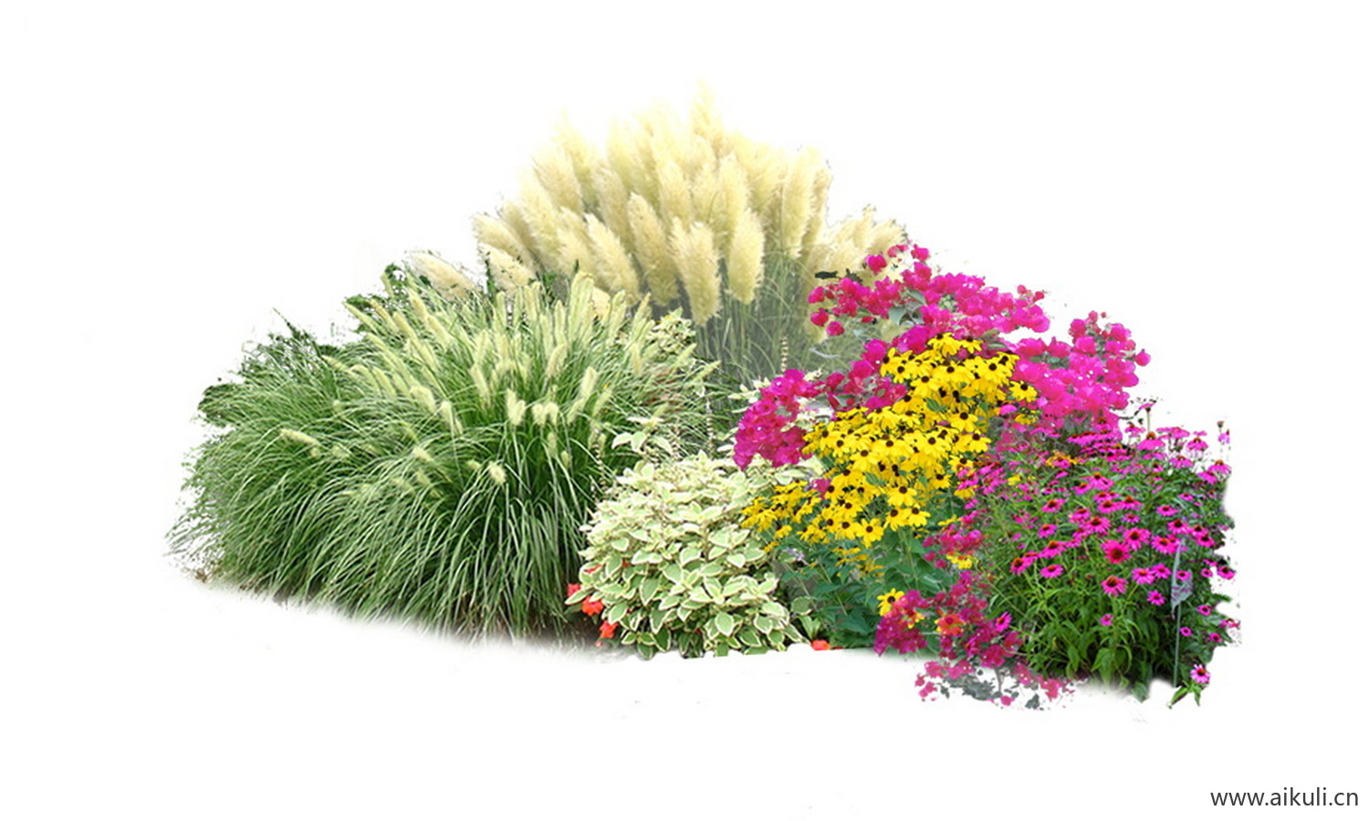 PSD现代花境植物