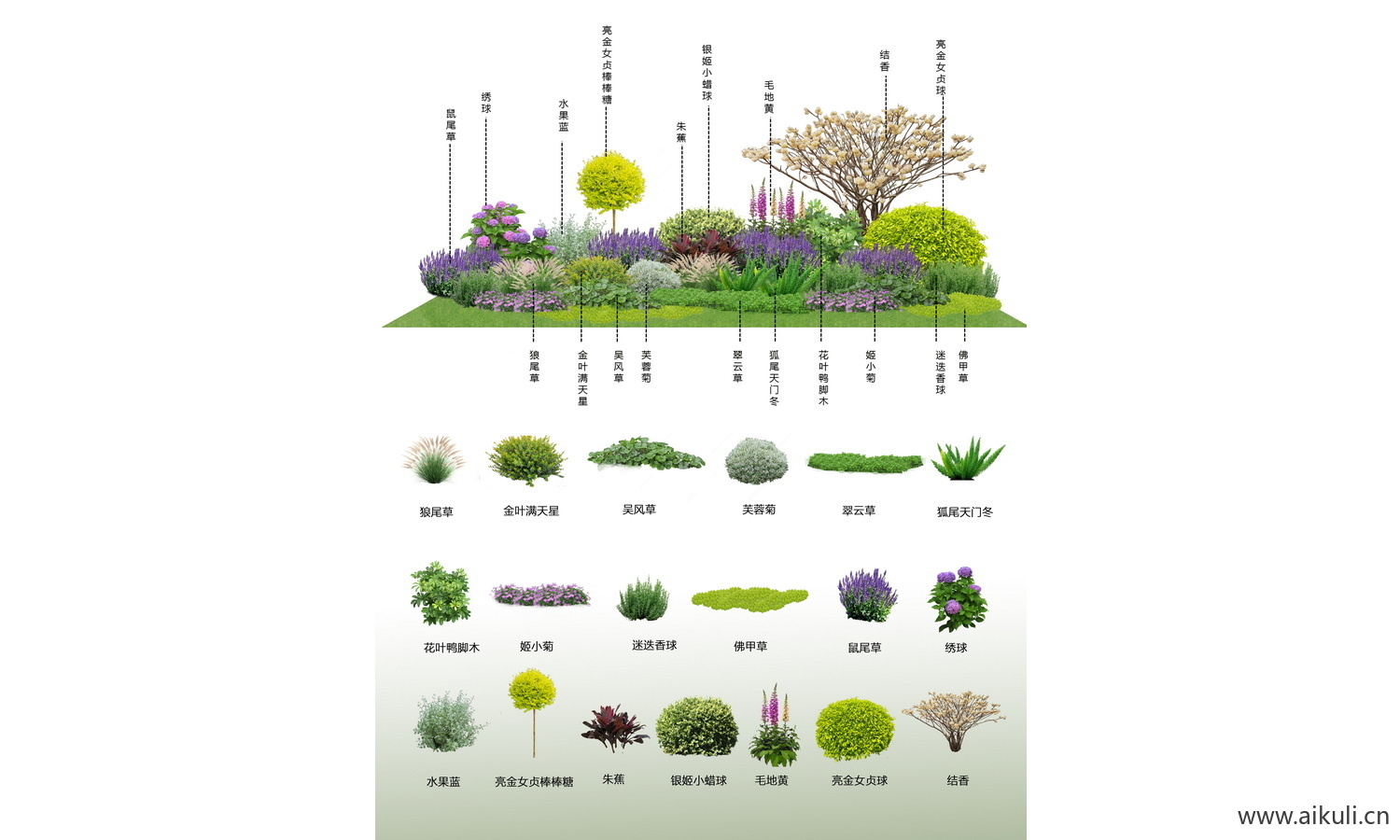 花草花镜植物组团花台花卉psd