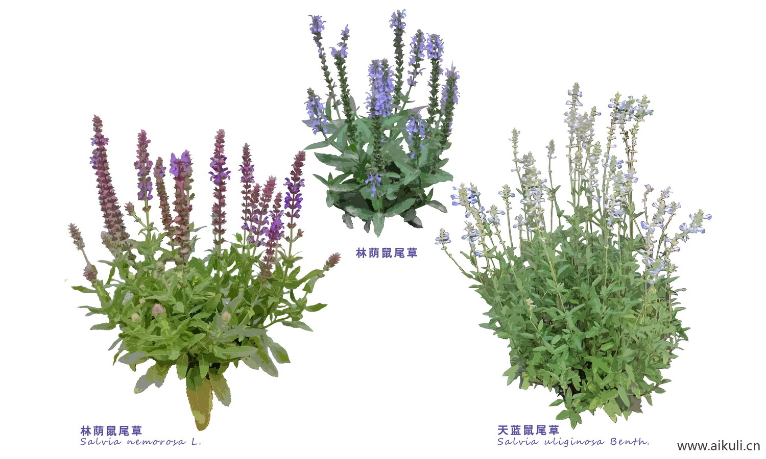 PSD花草植物灌木
