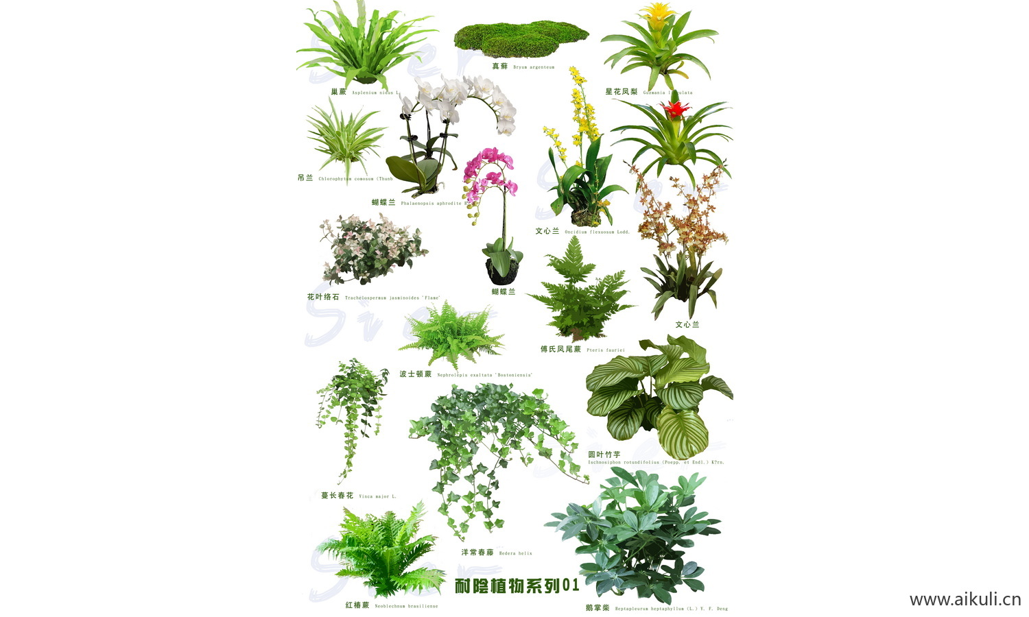 PSD景观花草乔木植物 花镜灌木
