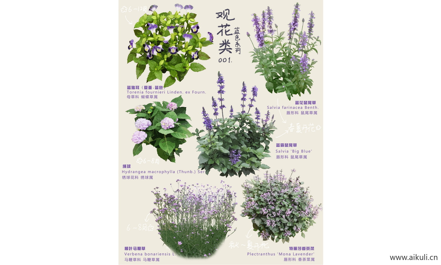 PSD花草植物-花镜灌木
