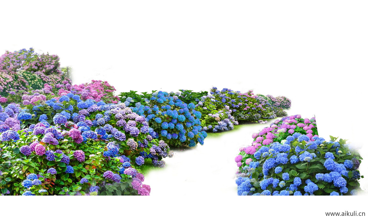 PS免抠花田花海景观素材