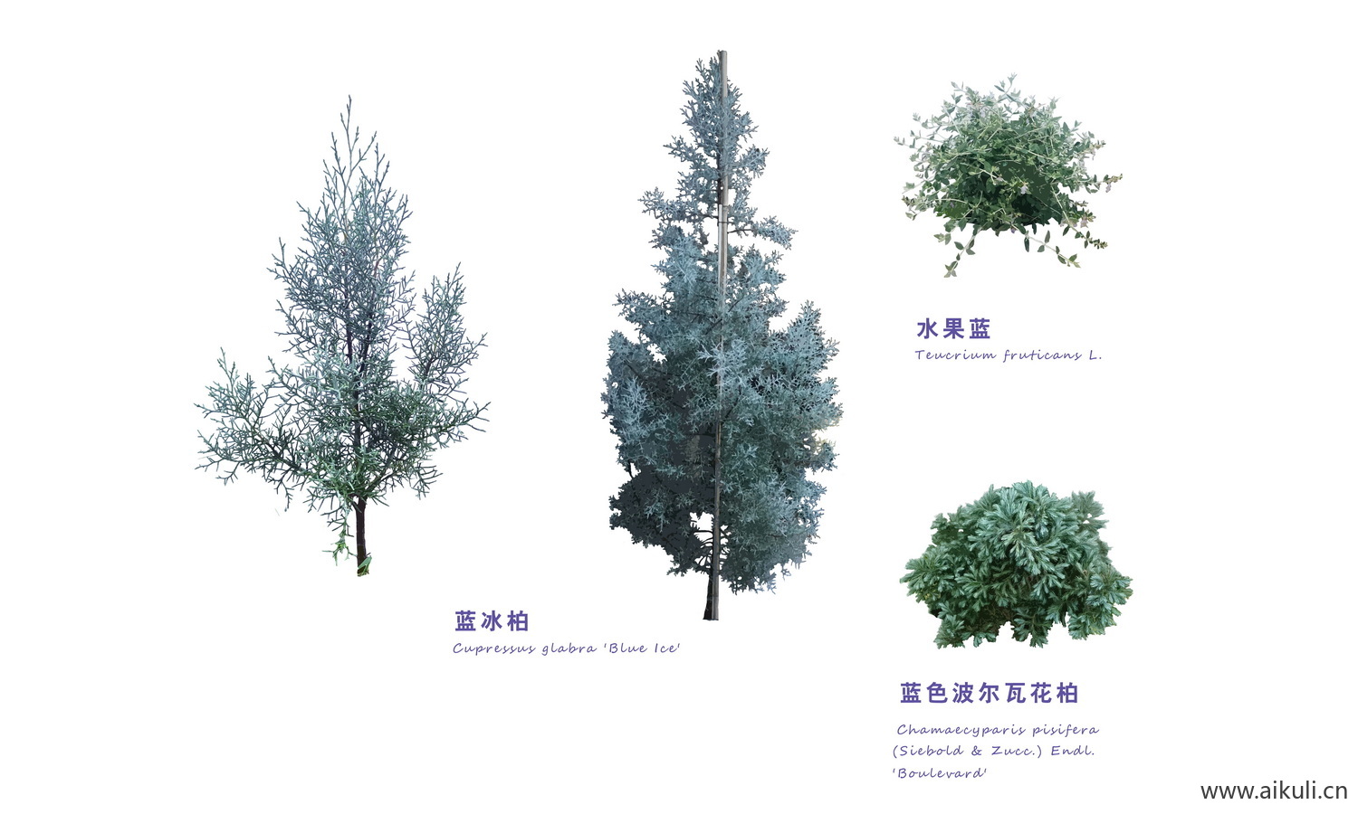 PSD花草植物 花镜-灌木