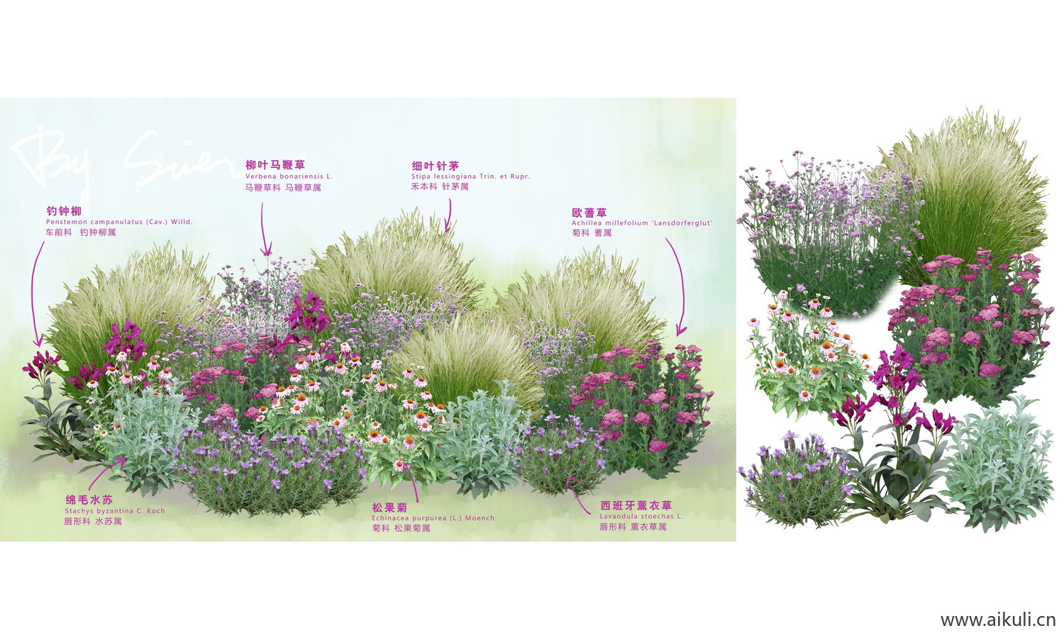 花草花镜植物组团花台花卉ps