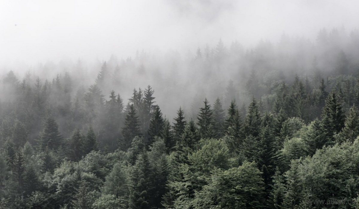 云雾森林背景 