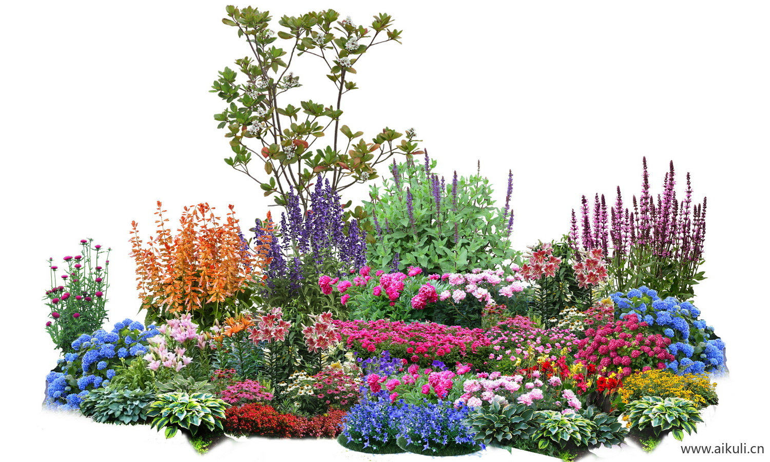 现代植物组合_植物组团_花坛PS