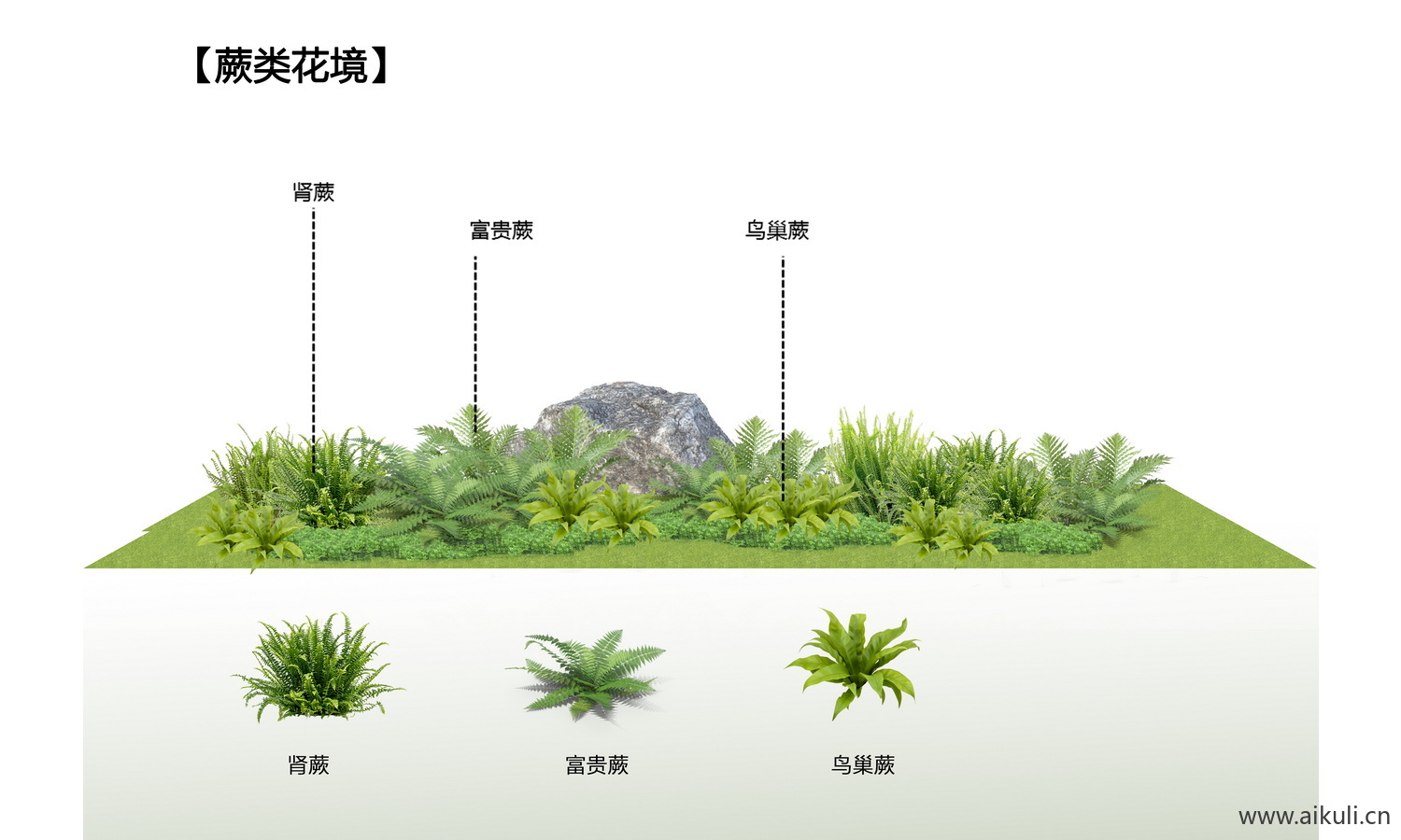 植物组团花境阴生花境_免抠