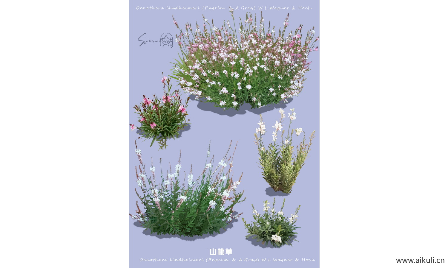 花园花花境植物