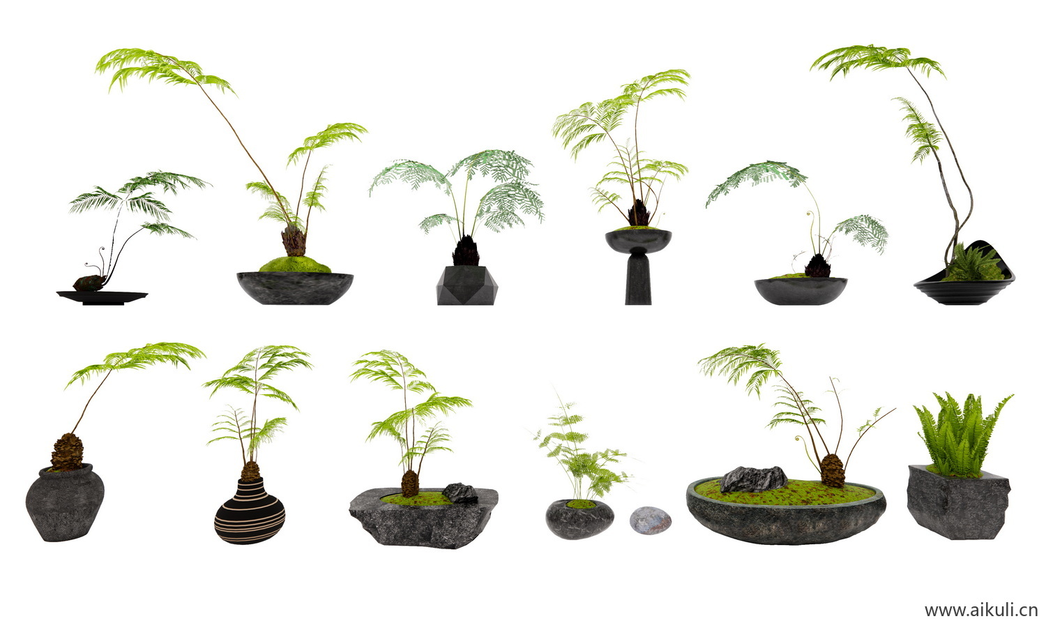 psd耐阴蕨类苔藓植物 蕨类植物 花镜植物