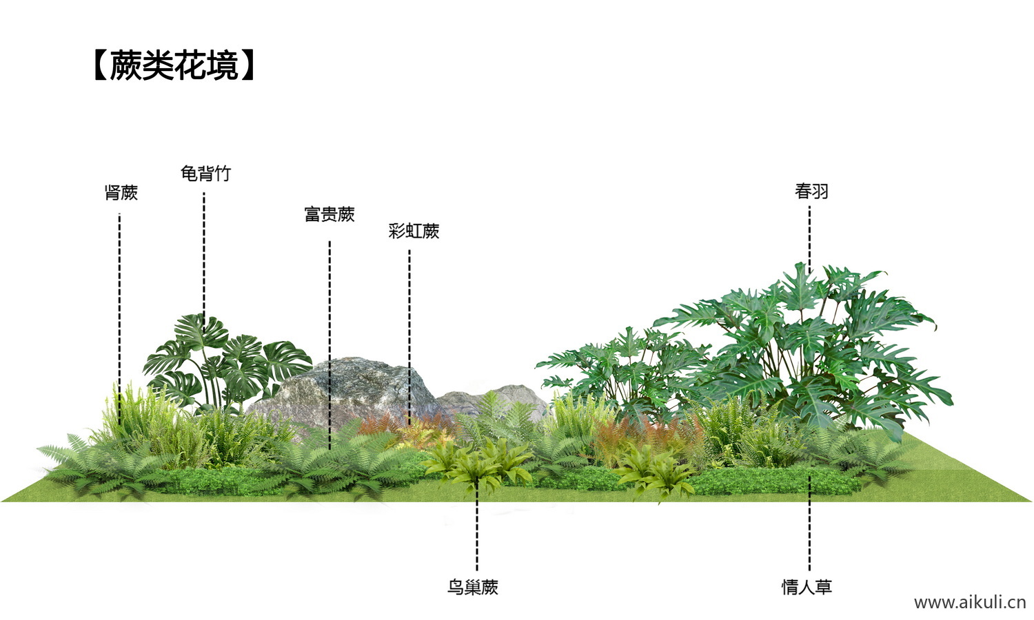 耐阴 蕨类肾蕨PSD免抠植物