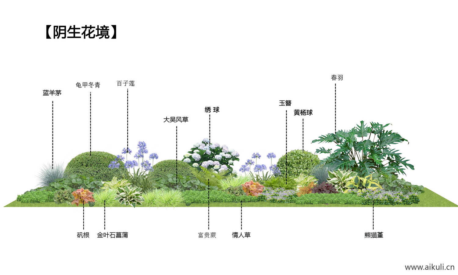 耐阴 蕨类肾蕨PSD免抠蕨类植物