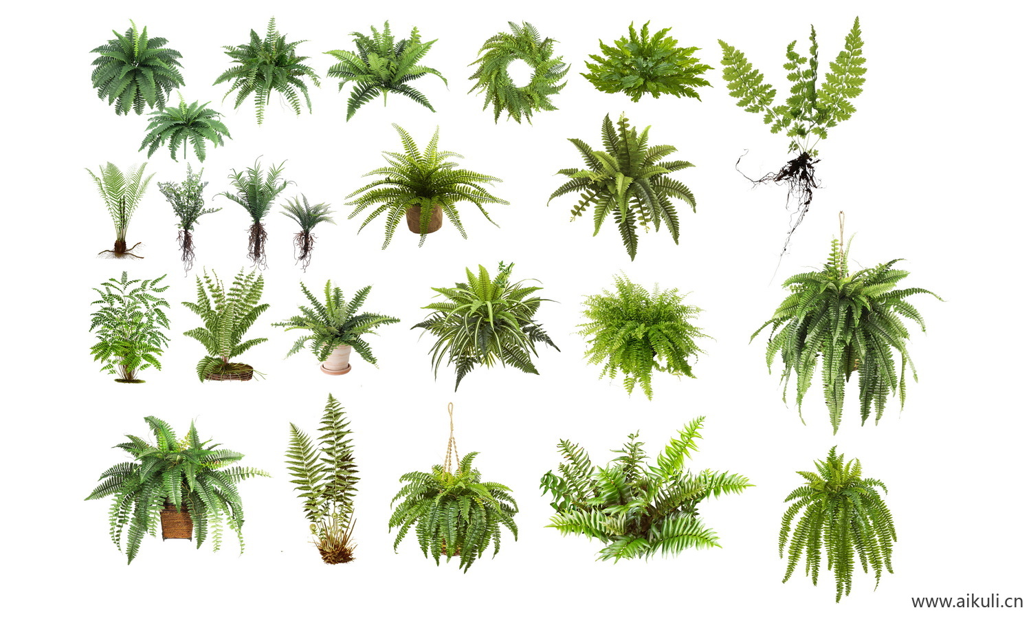耐阴 蕨类肾蕨PSD免抠 F蕨类植物 花镜植物