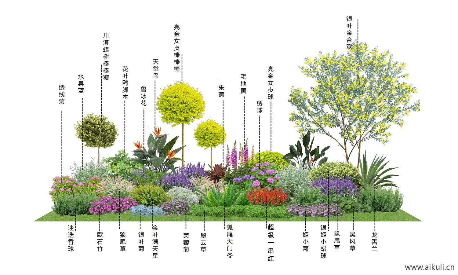 耐阴 蕨类肾蕨PSD免抠 N蕨类植物 花镜植物