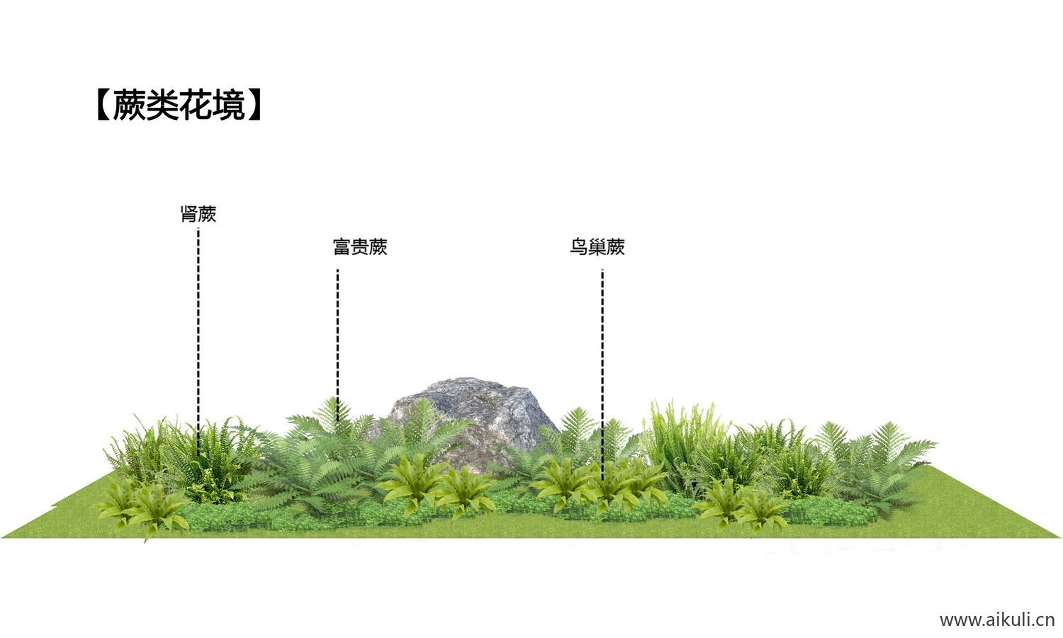 耐阴 蕨类肾蕨PSD免抠植物组团花境蕨类花境