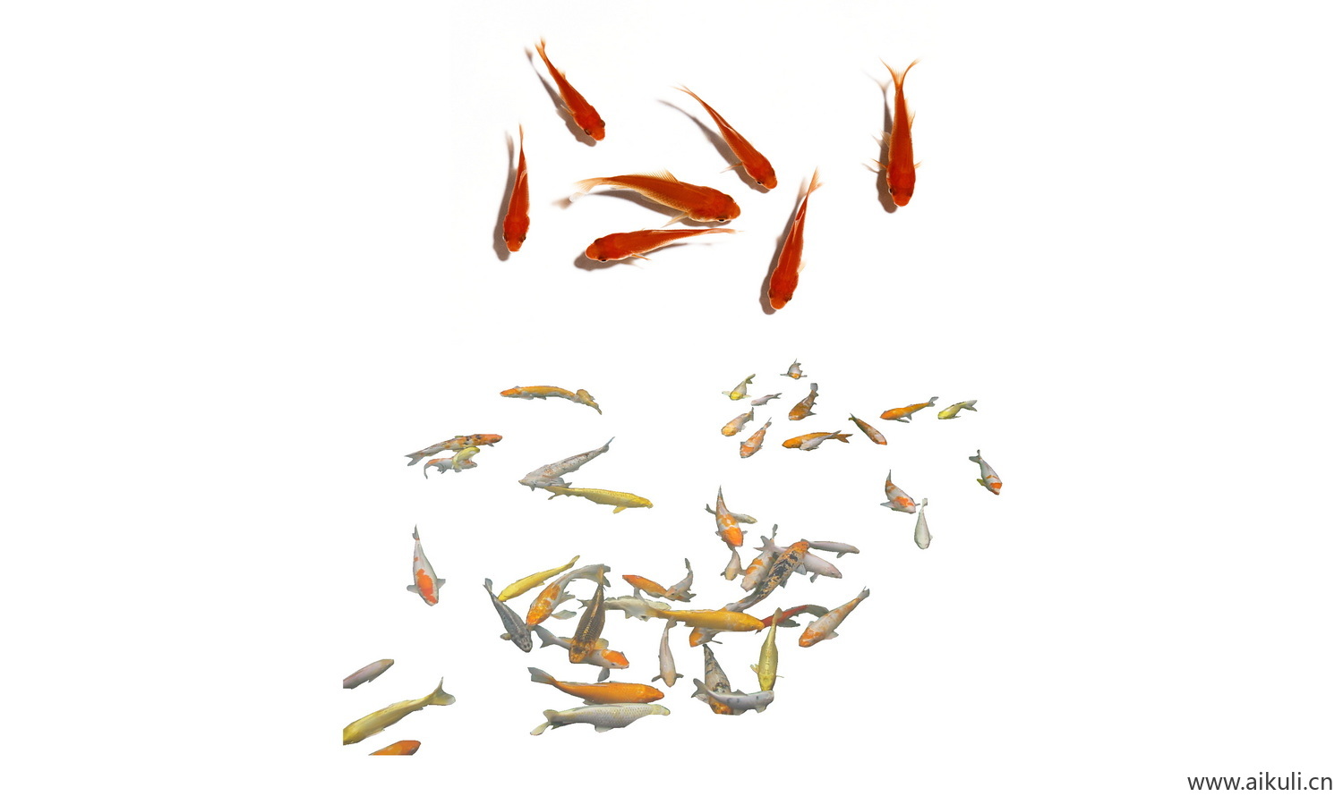 水生物金鱼 戏鱼PSD素材