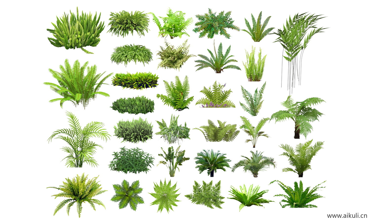 现代psd免抠灌木植物蕨类植物 花镜植物