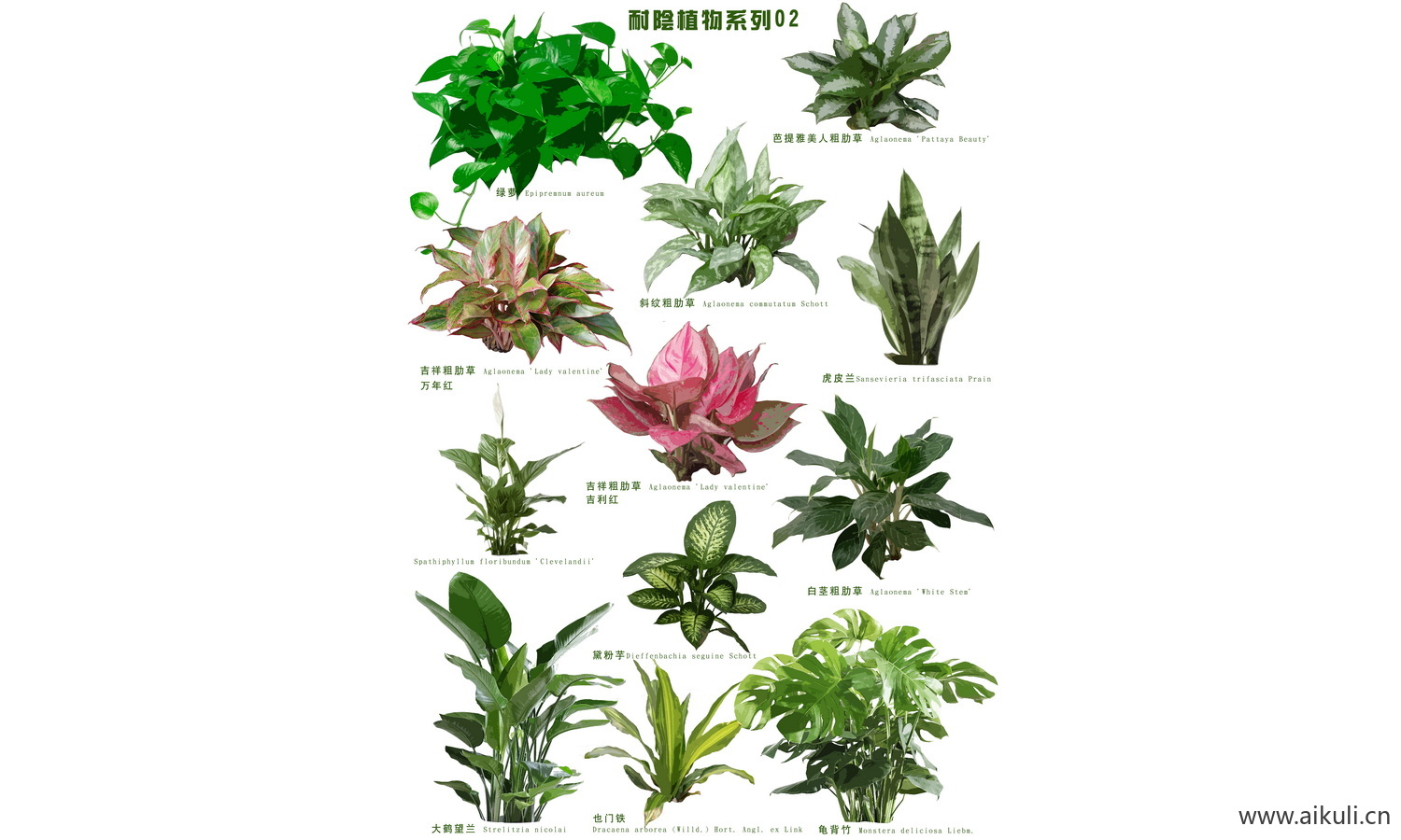 耐阴 蕨类肾蕨PSD免抠 花镜植物