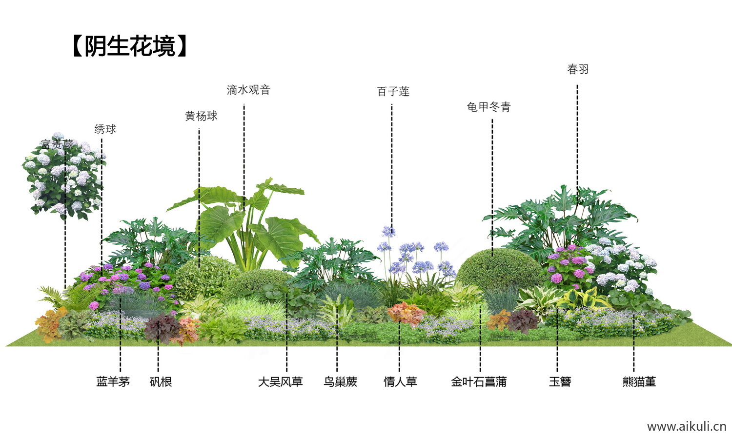 耐阴 蕨类肾蕨PSD免抠 植物 花镜植物