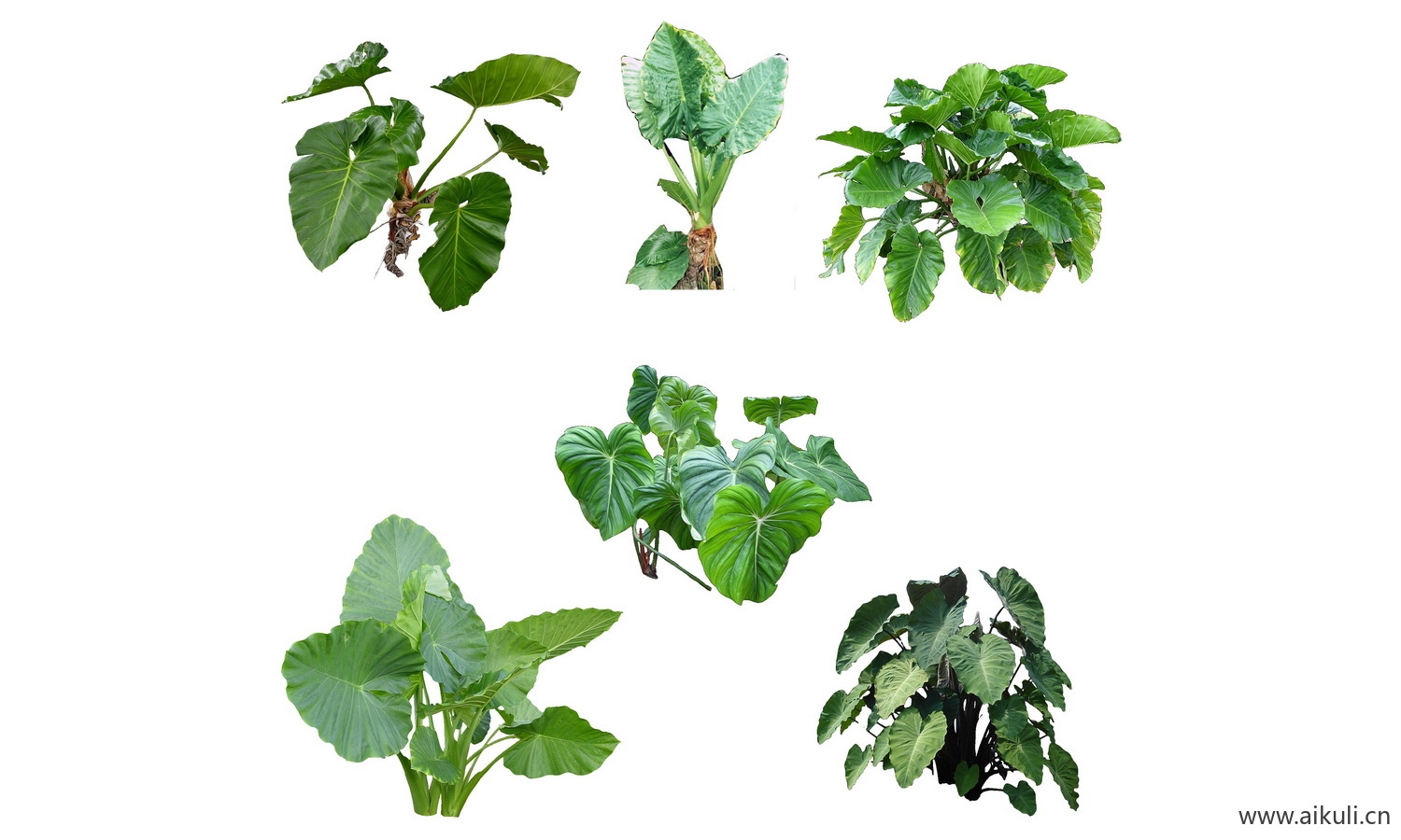 耐阴 蕨类肾蕨PSD免抠 E蕨类植物 花镜植物